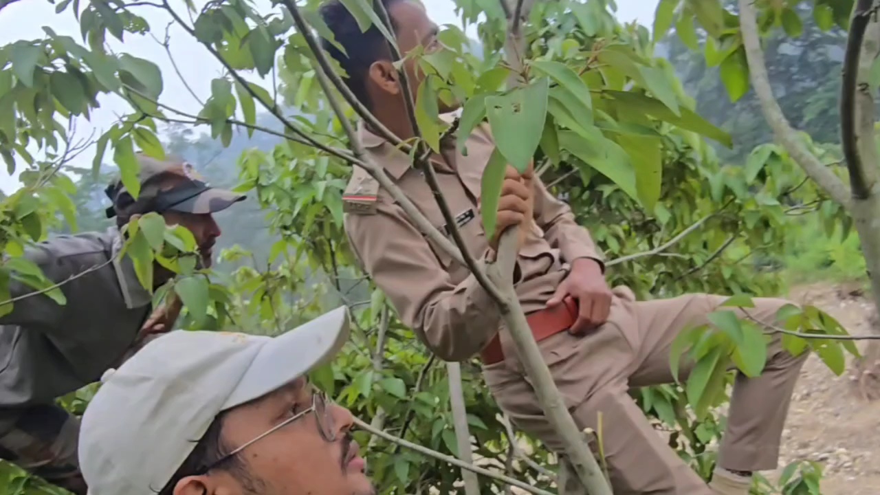 Encounter with tigers in the forest