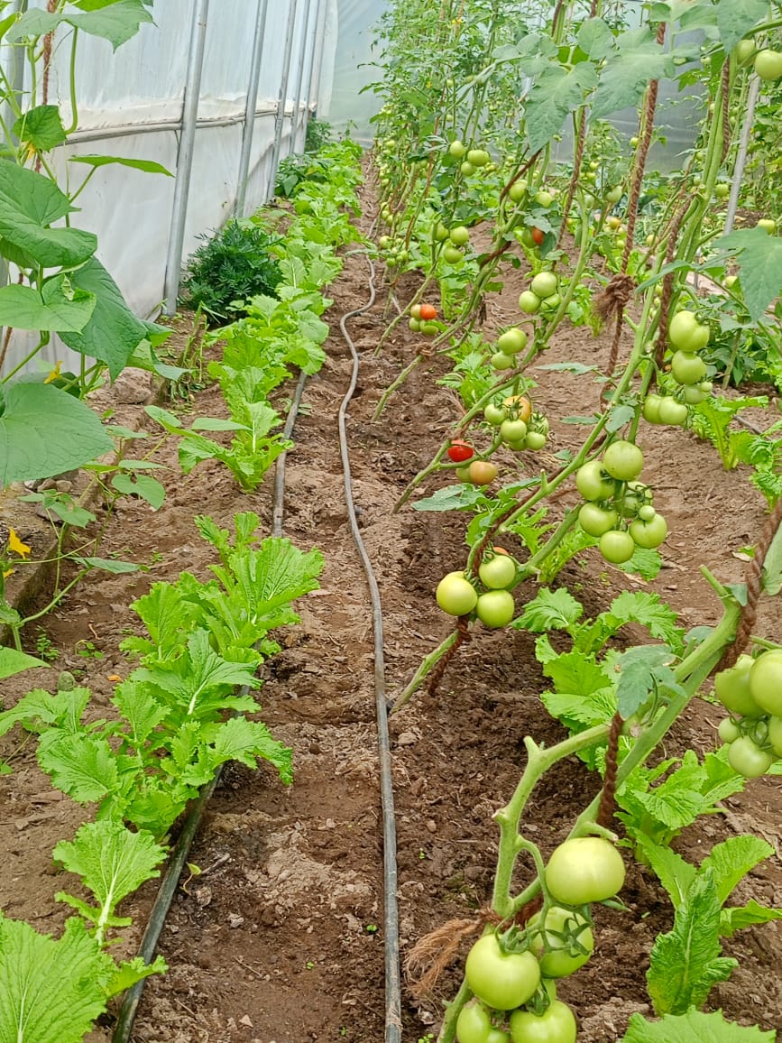 Mansuna Bichhna Devi