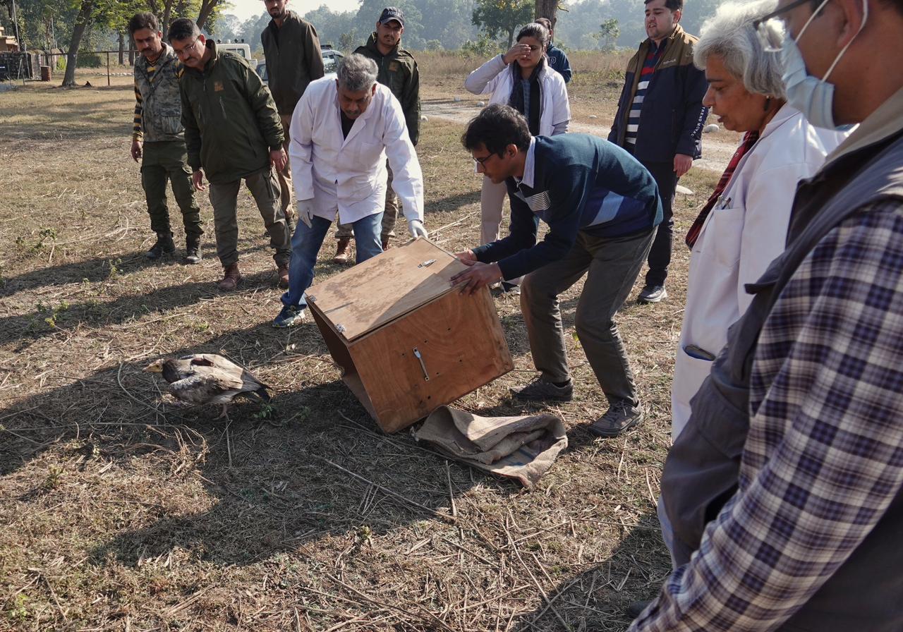 GPS TAGGED EGYPTIAN VULTURE