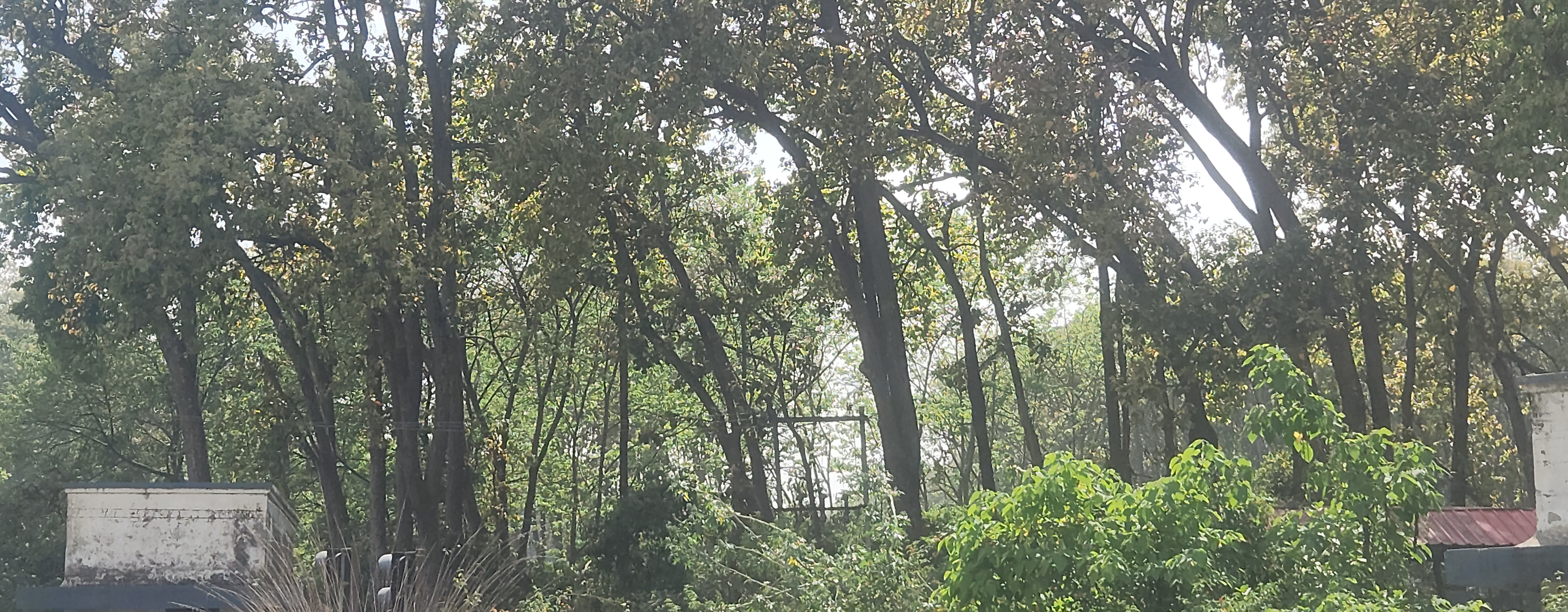 Sal-Trees in Forests of Uttarakhand